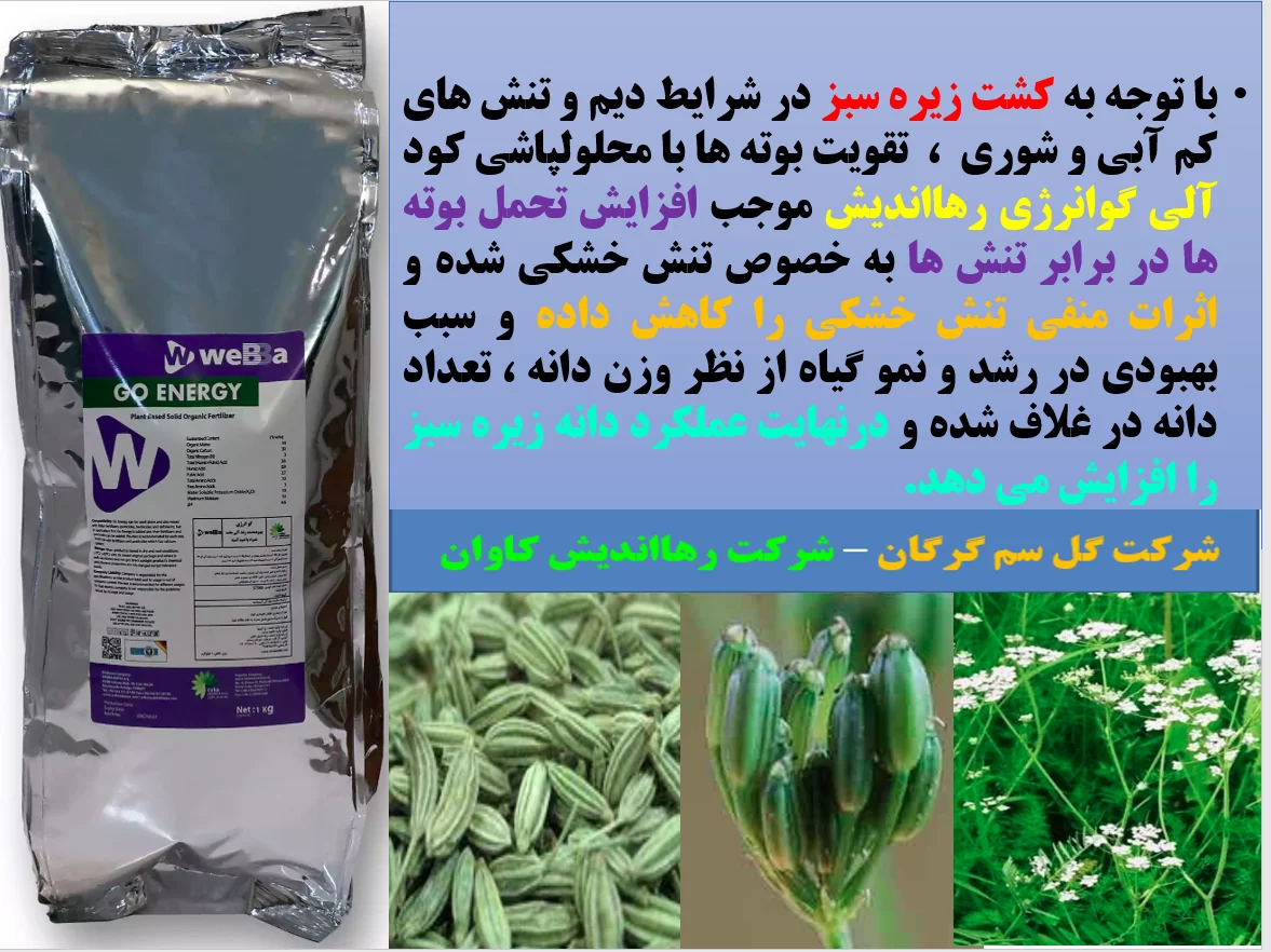 افزایش تحمل بوته های زیره سبز در برابر تنش های محیطی با کود آلی گوانرژی رهااندیش – قسمت اول