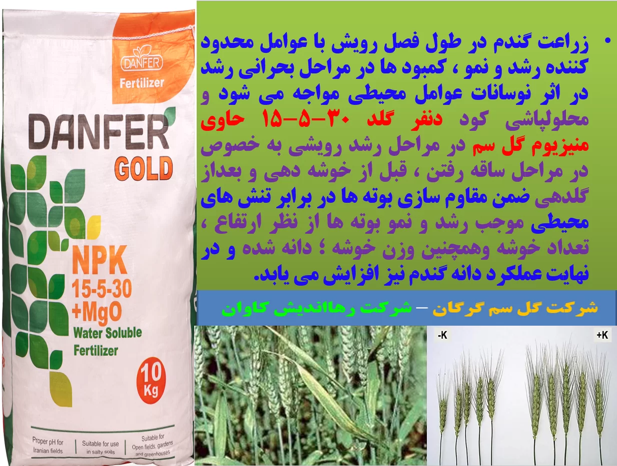 افزایش اجزا عملکرد گندم و تولید دانه گندم با کود دنفرگلد گل سم – قسمت اول