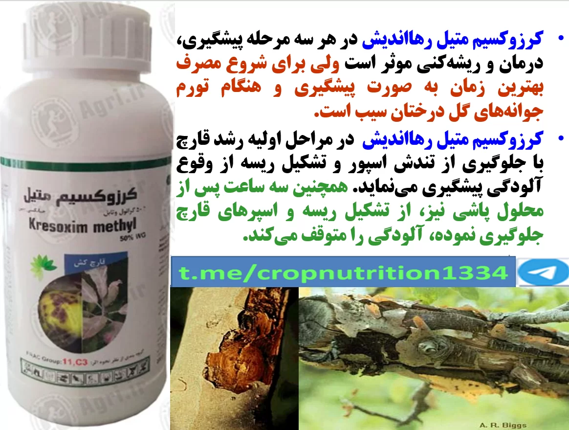 کنترل بیماری های درخت سیب با کرزوکسیم متیل رهااندیش – قسمت سوم