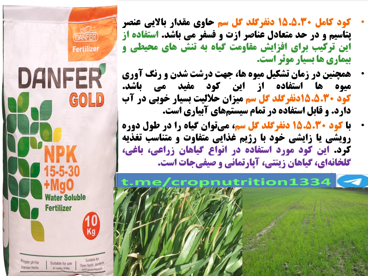 افزایش اجزا عملکرد گندم و تولید دانه گندم با کود دنفرگلد گل سم – قسمت سوم