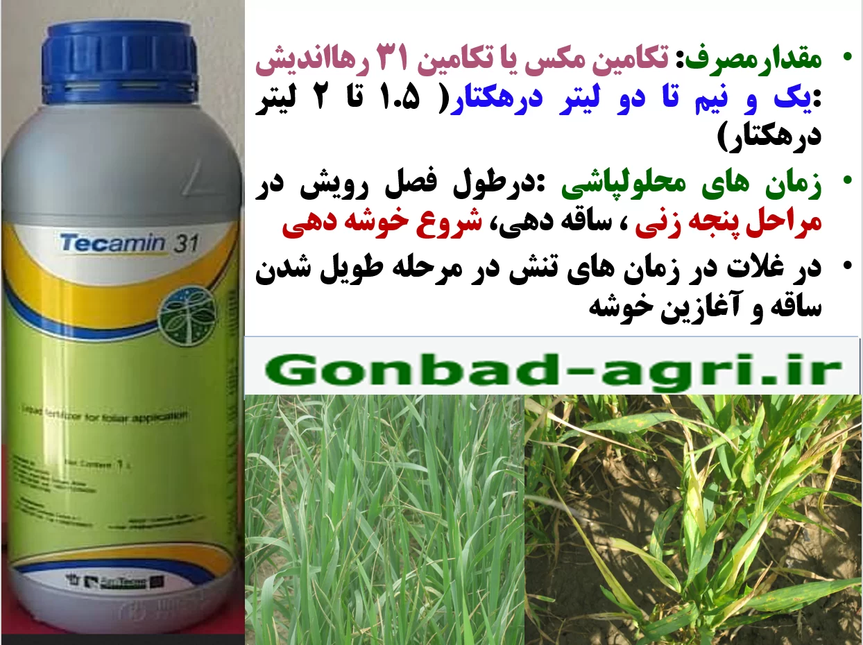 کاربرد برگی تکامین مکس رهااندیش برای تقویت بوته های گندم در برابر تنش ها – قسمت دوم