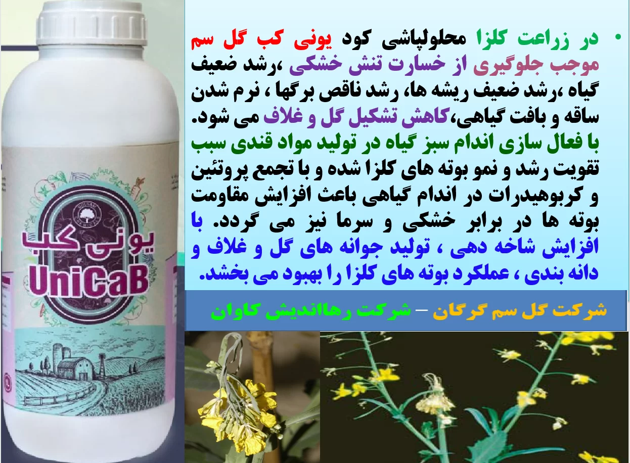 افزایش مقاومت بوته های کلزا در برابر تنش ها با مصرف کود یونی کب گل سم – قسمت اول