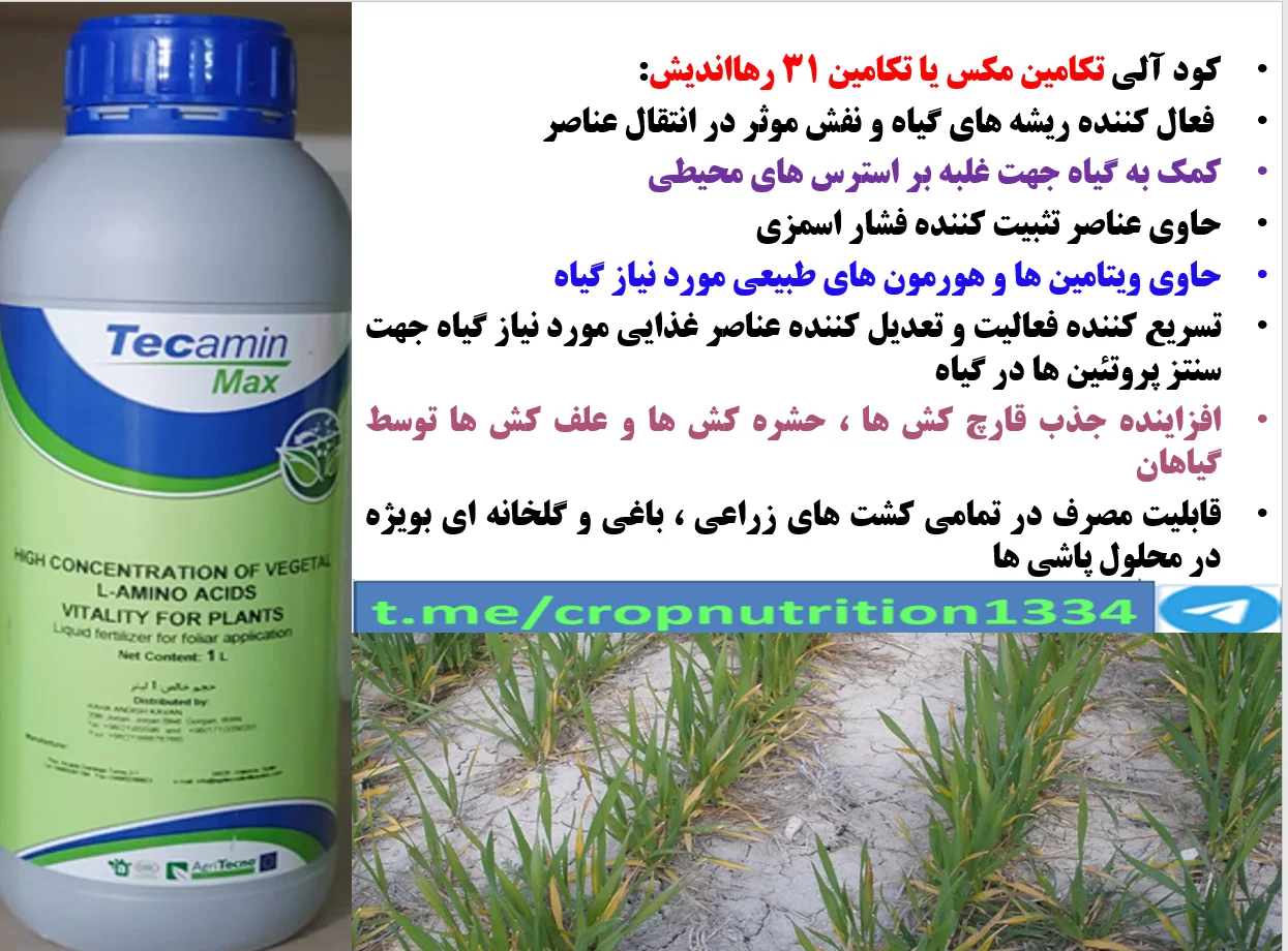 کاربرد برگی تکامین مکس رهااندیش برای تقویت بوته های گندم در برابر تنش ها – قسمت سوم