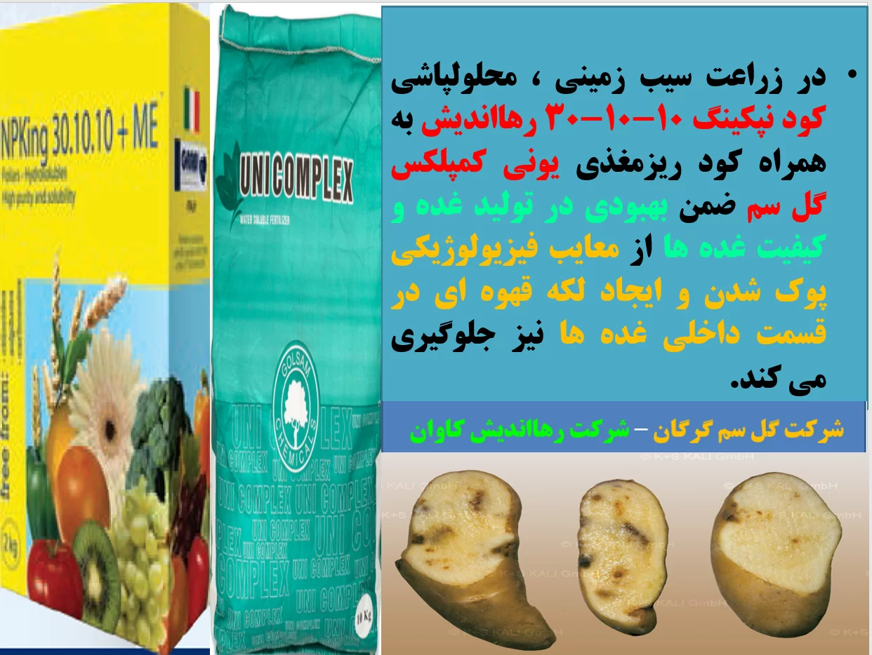 بهبودی در تولید و کیفیت غده های سیب زمینی – قسمت اول