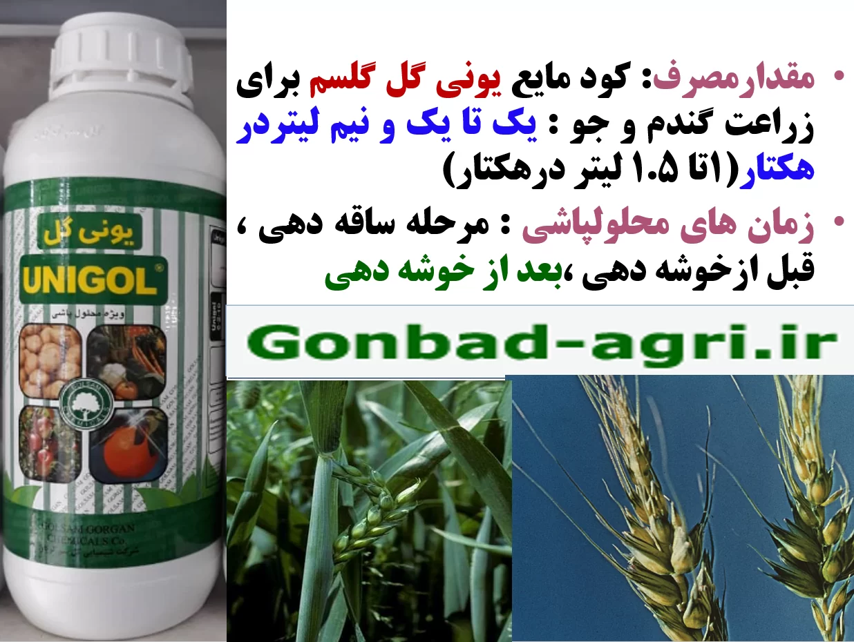 تاثیر محلولپاشی کود یونی گل گلسم در افزایش تولید در زراعت گندم – قسمت دوم