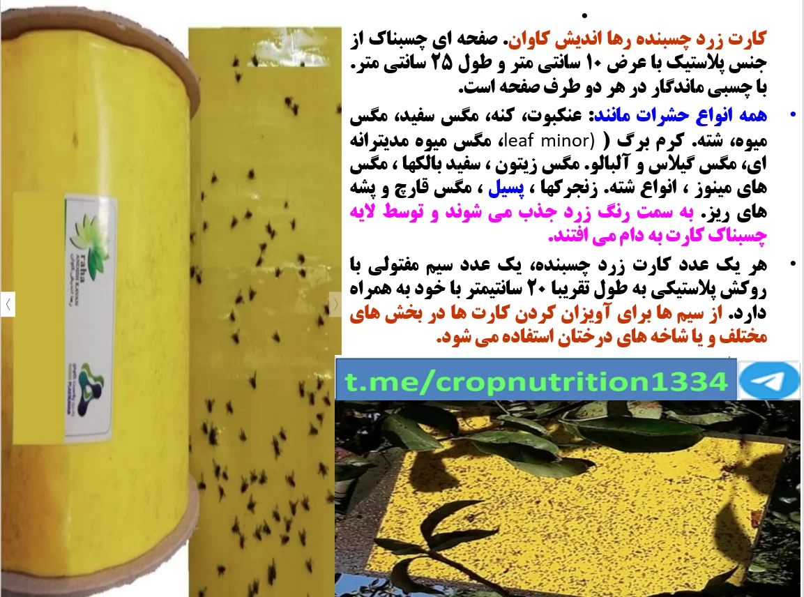 کارت زرد رنگ چسبنده رهااندیش کاوان برای کنترل به موقع پسیل گلابی- قسمت سوم