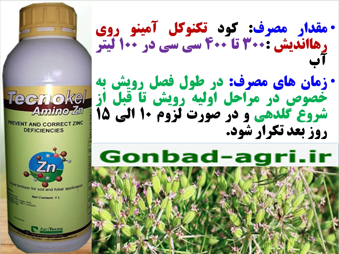 محلولپاشی تکنو کل آمینو روی رهااندیش برای تقویت بوته های زیره سبز- قسمت دوم