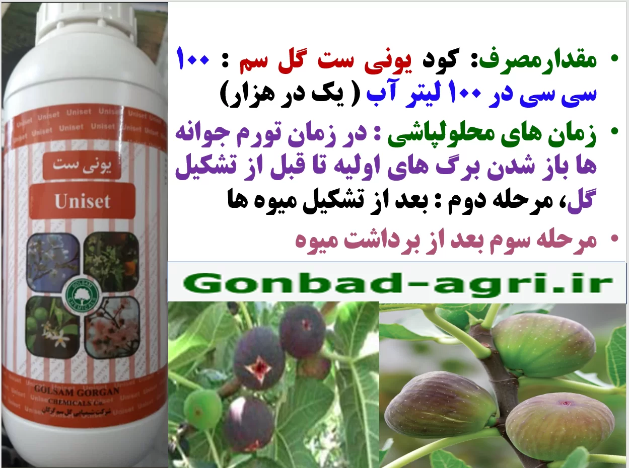 کود یونی ست گل سم به عنوان کود فروت ست برای درختان انجیر- قسمت دوم