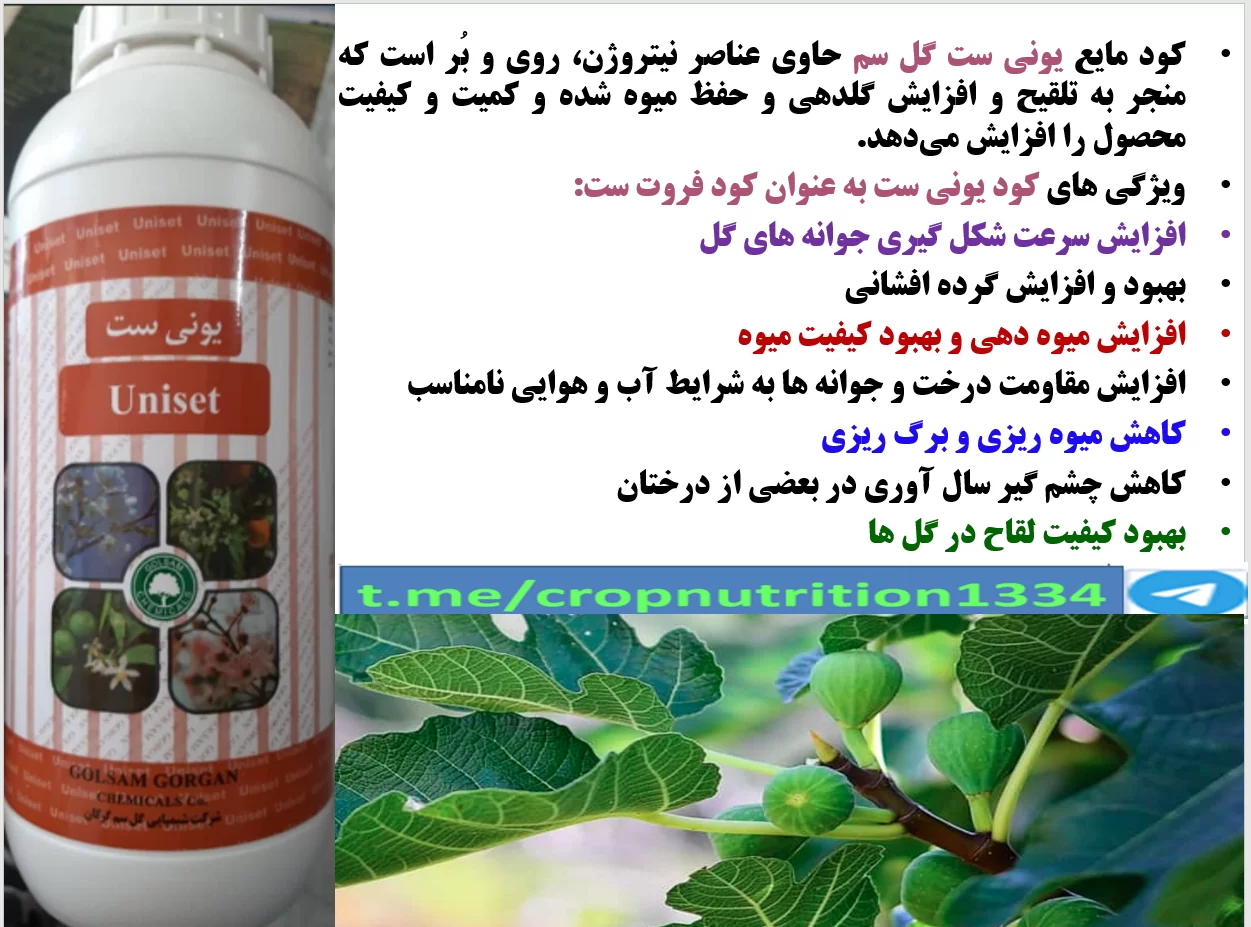 کود یونی ست گل سم به عنوان کود فروت ست برای درختان انجیر- قسمت سوم