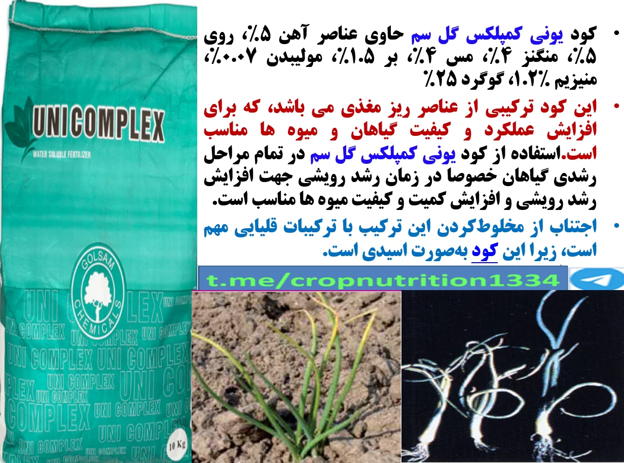 کود یونی کمپلکس گل سم برای تقویت تولید و کیفیت پیاز – قسمت سوم
