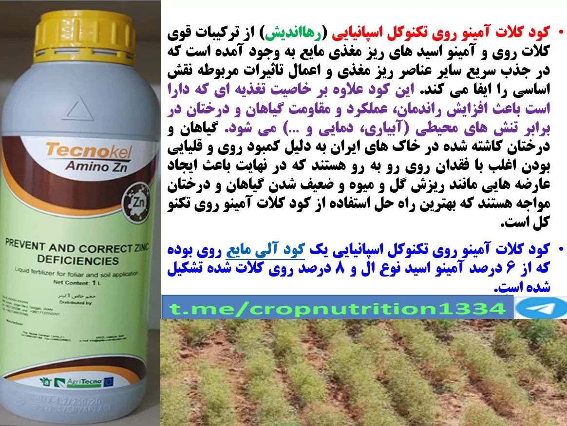 محلولپاشی تکنو کل آمینو روی رهااندیش برای تقویت بوته های زیره سبز- قسمت سوم