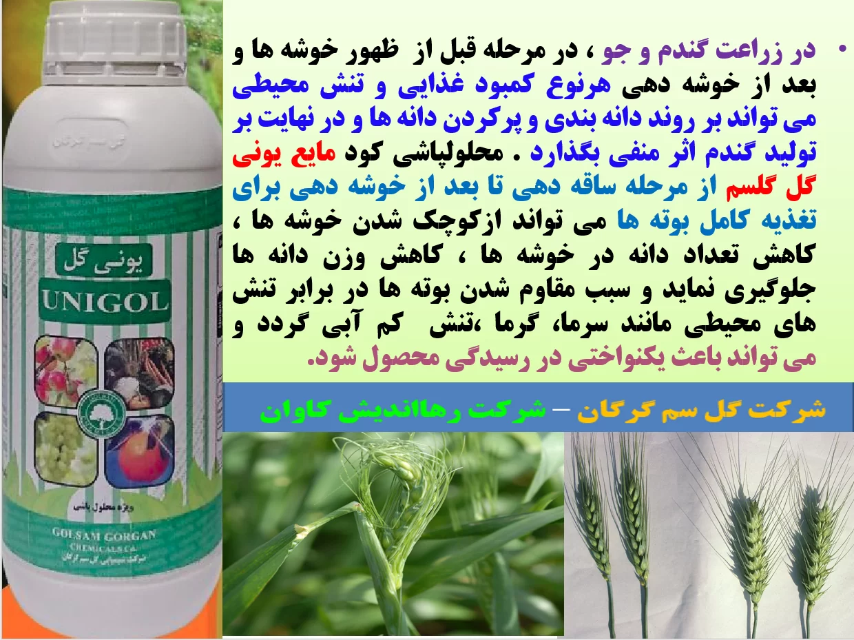 تاثیر محلولپاشی کود یونی گل گلسم در افزایش تولید در زراعت گندم – قسمت اول