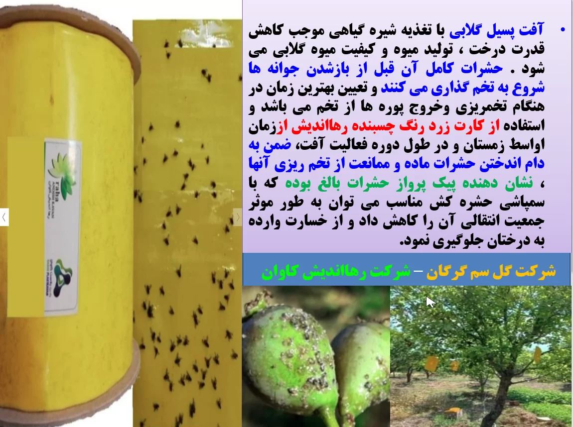 کارت زرد رنگ چسبنده رهااندیش کاوان برای کنترل به موقع پسیل گلابی- قسمت اول