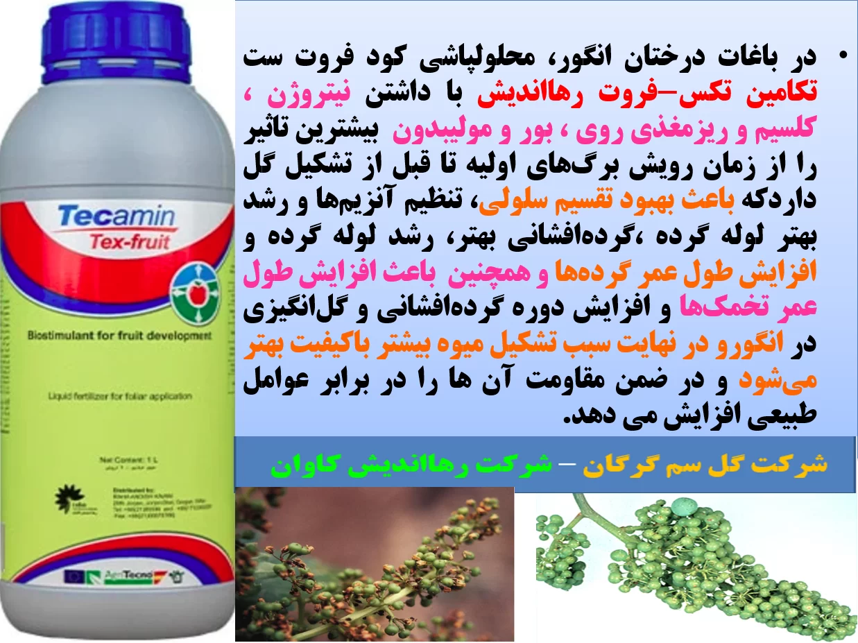 کود تکامین تکس فروت رهااندیش به عنوان کود فروت ست برای درختان انگور- قسمت اول