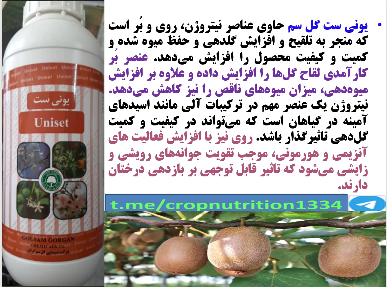 کودفروت ست، یونی ست گل سم برای افزایش میوه دهی درختان کیوی – قسمت سوم