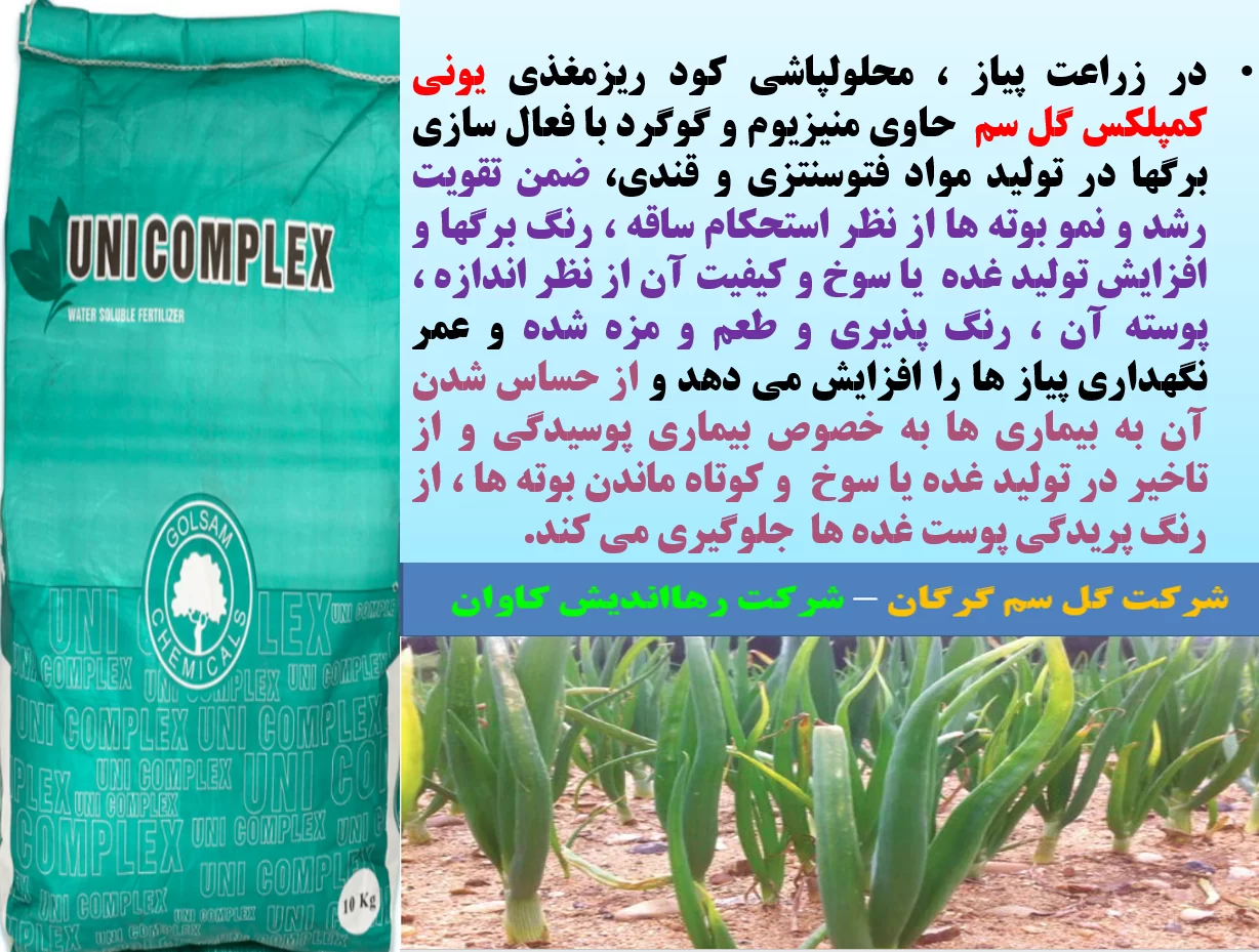 کود یونی کمپلکس گل سم برای تقویت تولید و کیفیت پیاز – قسمت اول