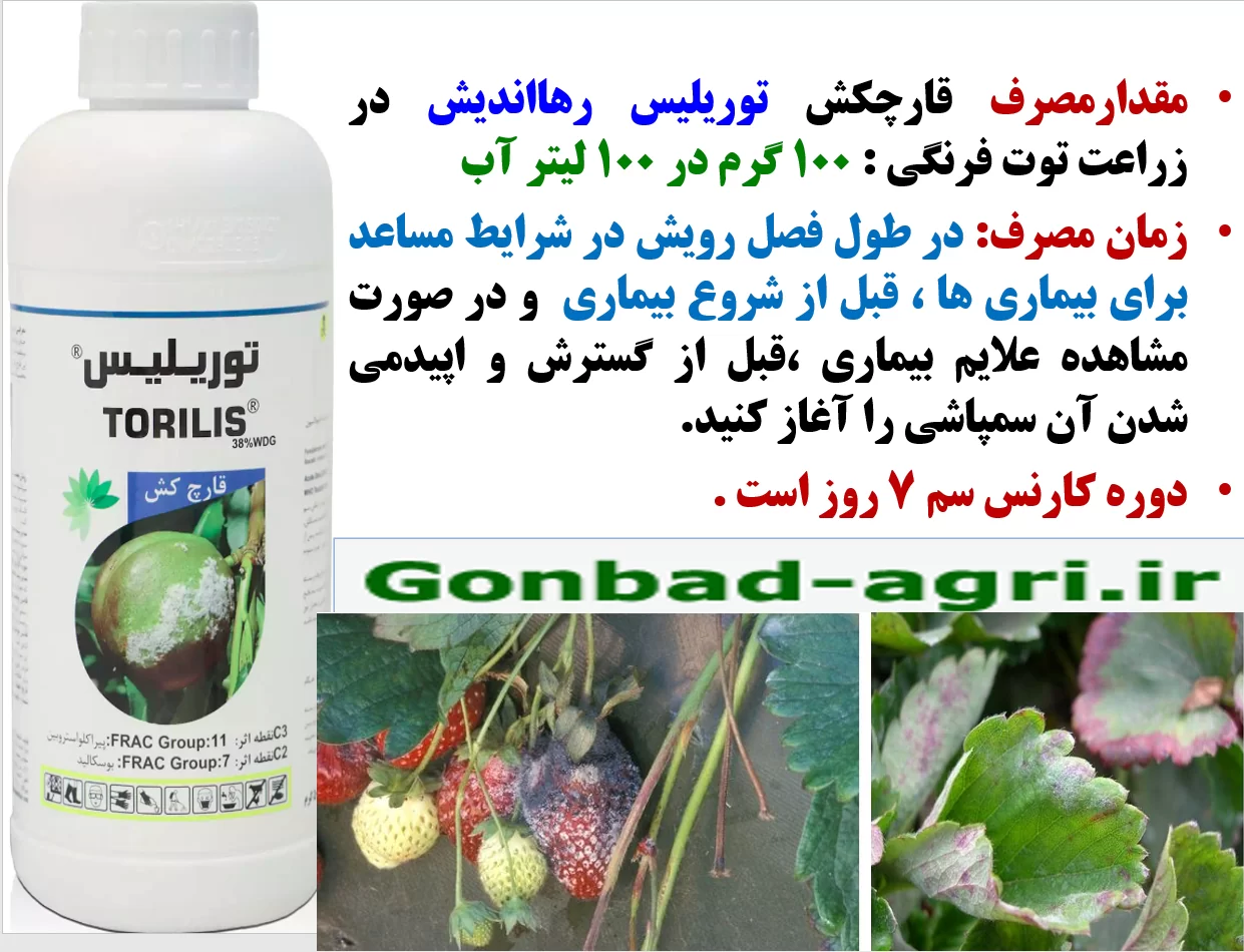 قارچکش توریلیس رهااندیش برای کنترل بیماری های توت فرنگی-قسمت دوم