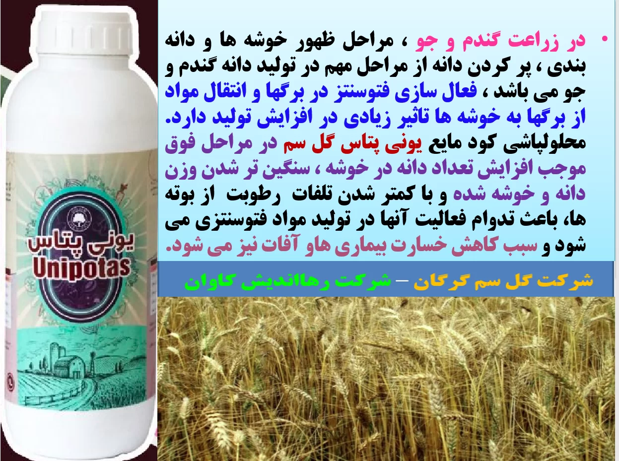 کود یونی پتاس گل سم برای تقویت خوشه و دانه بندی و افزایش تولید دانه در گندم و جو – قسمت اول