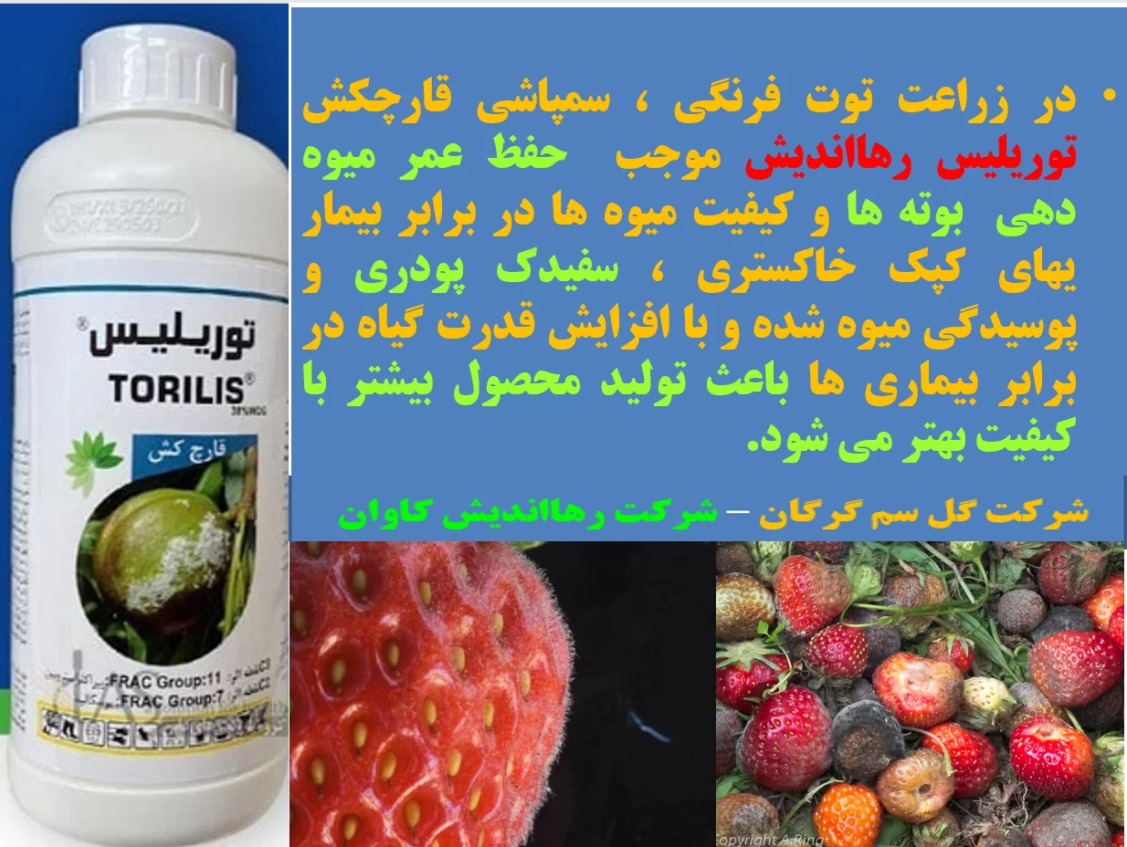 قارچکش توریلیس رهااندیش برای کنترل بیماری های توت فرنگی-قسمت اول