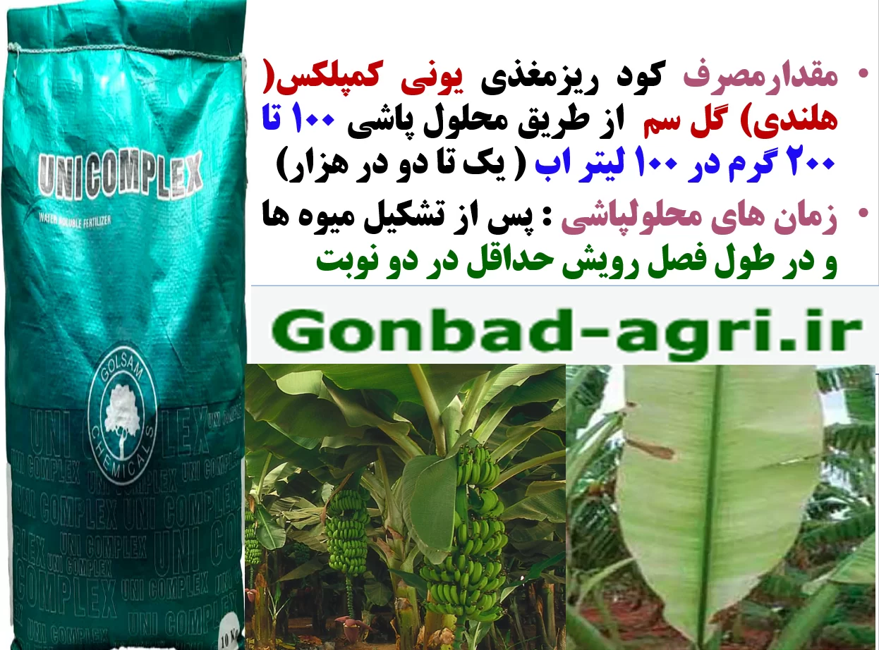 تاثیر کود ریزمغذی یونی کمپلکس گل سم روی میوه دهی و کیفیت میوه موز- قسمت دوم