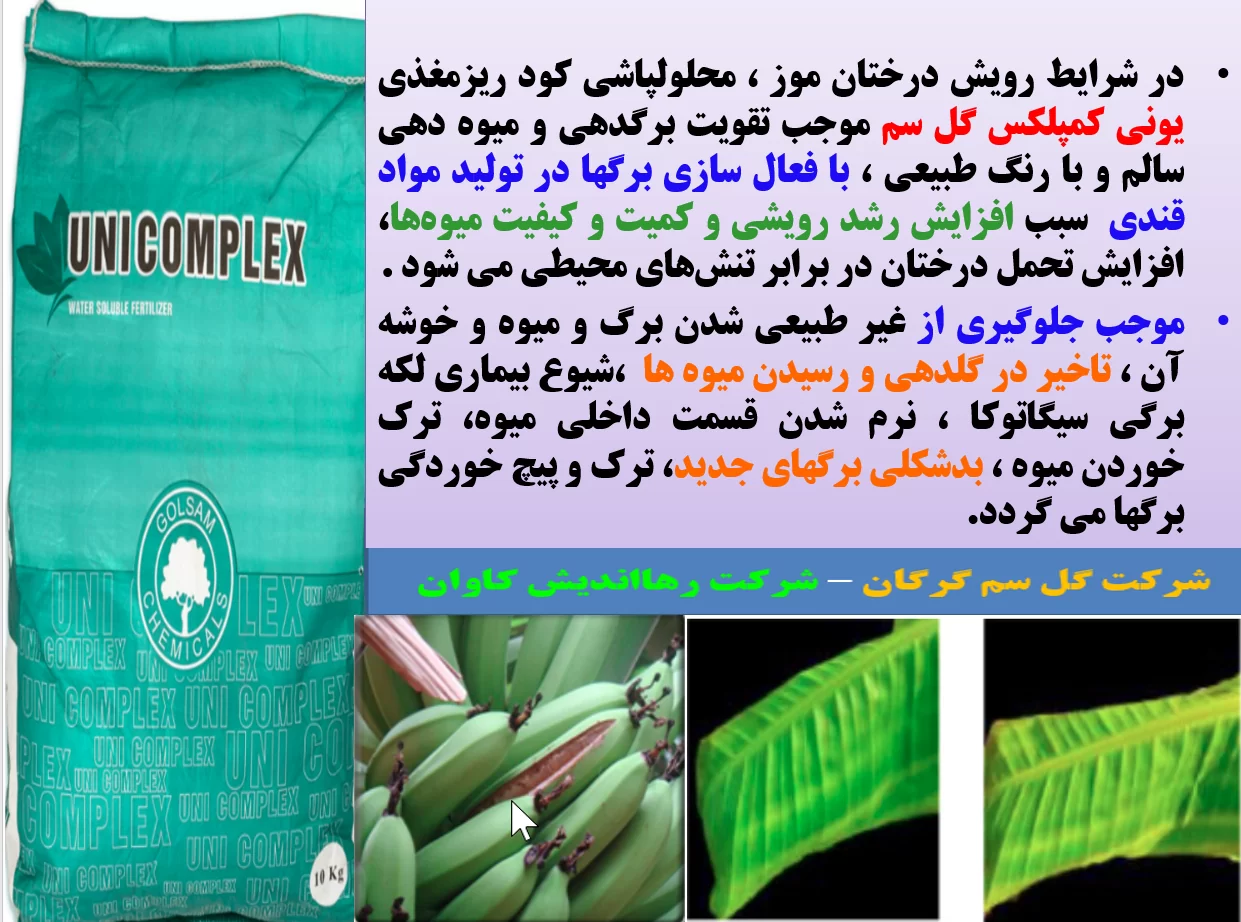 تاثیر کود ریزمغذی یونی کمپلکس گل سم روی میوه دهی و کیفیت میوه موز- قسمت اول
