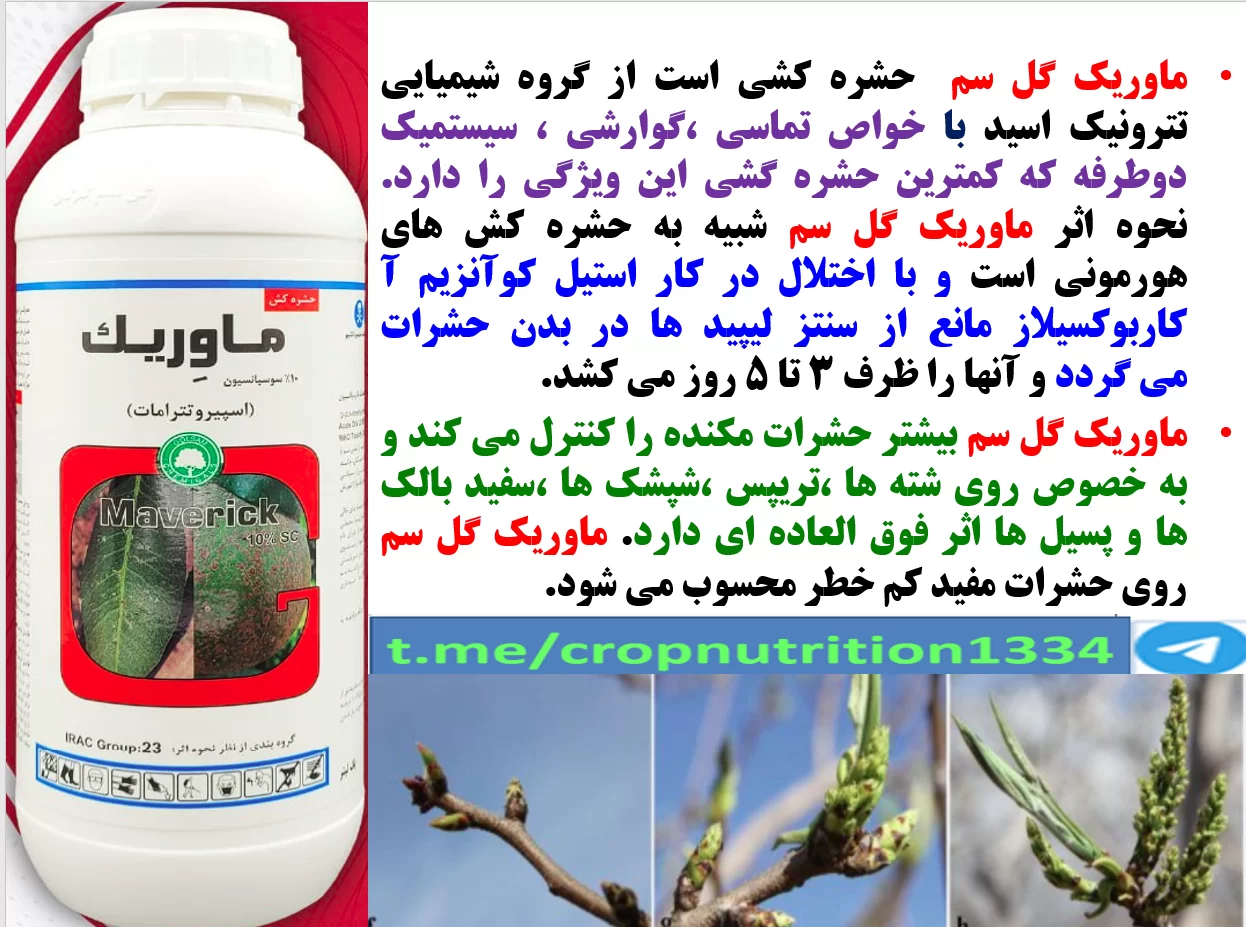 حشره کش ماوریک گل سم برای کنترل پسیل پسته در اوایل فصل رویش – قسمت سوم