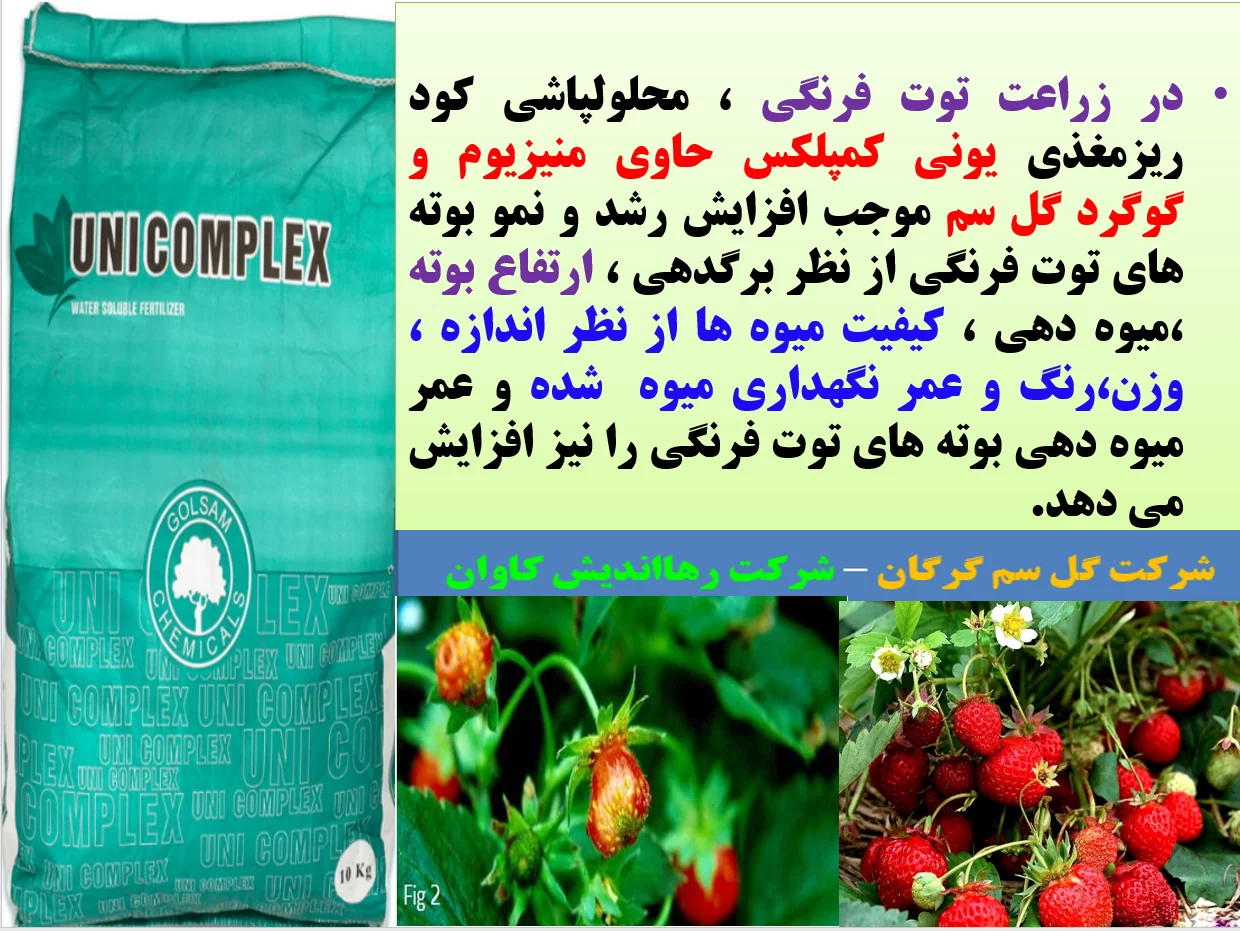 افزایش تولید و کیفیت میوه توت فرنگی با کود یونی کمپلکس گل سم – قسمت اول