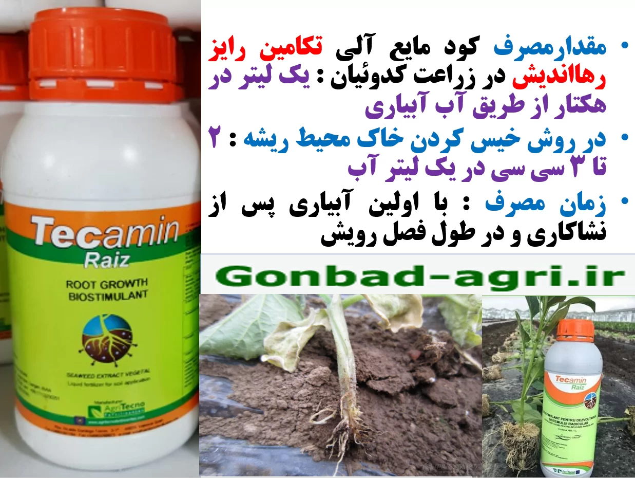 رفع سریع شوک نشاءکاری در زراعت هندوانه و خربزه با کود الی تکامین رایز – قسمت دوم