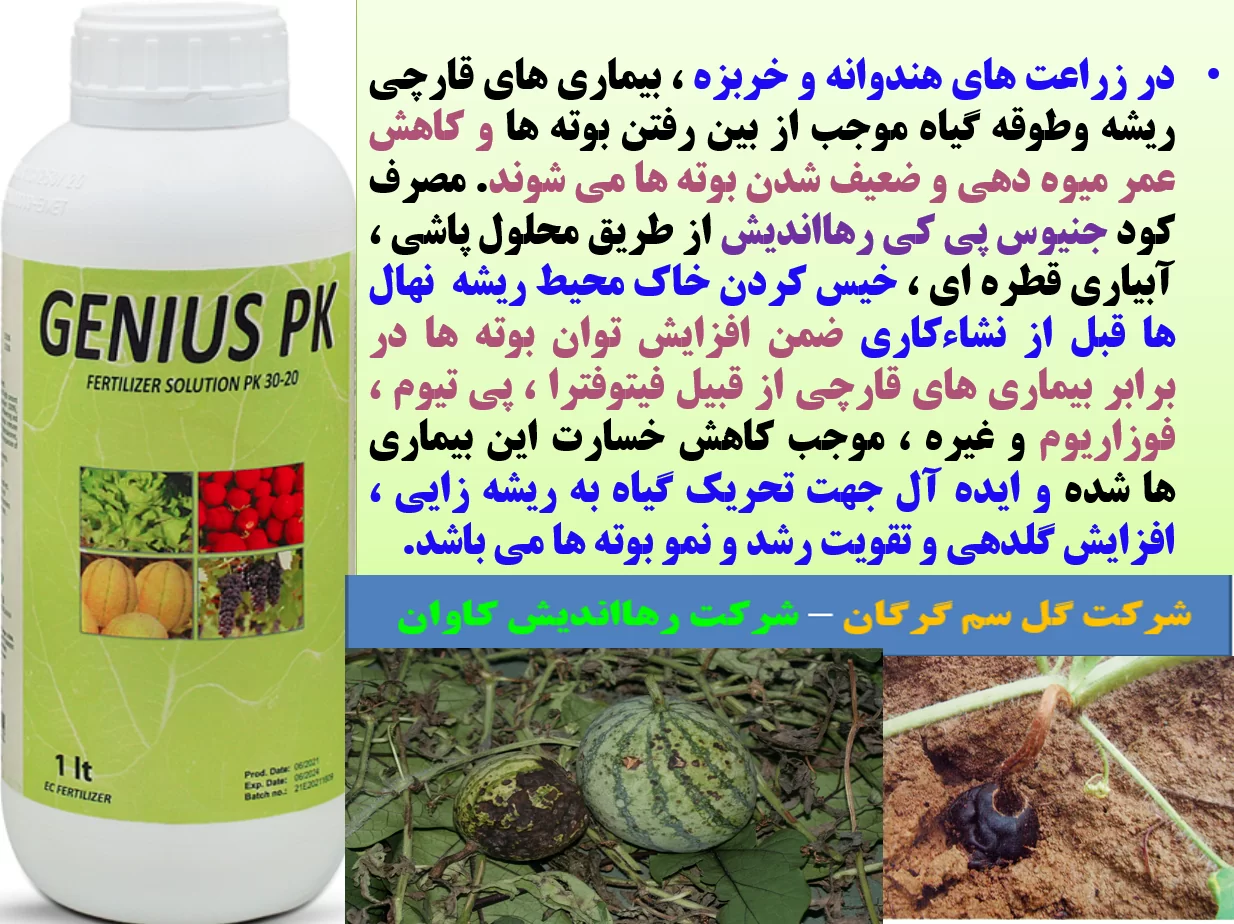 تقویت بوته های هندوانه و خربزه در برابر بیماری های قارچی- قسمت اول