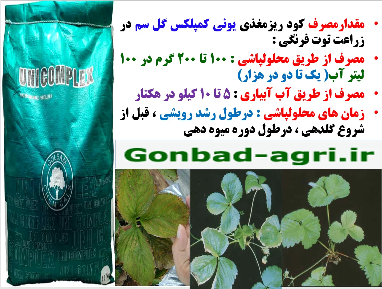 افزایش تولید و کیفیت میوه توت فرنگی با کود یونی کمپلکس گل سم – قسمت دوم