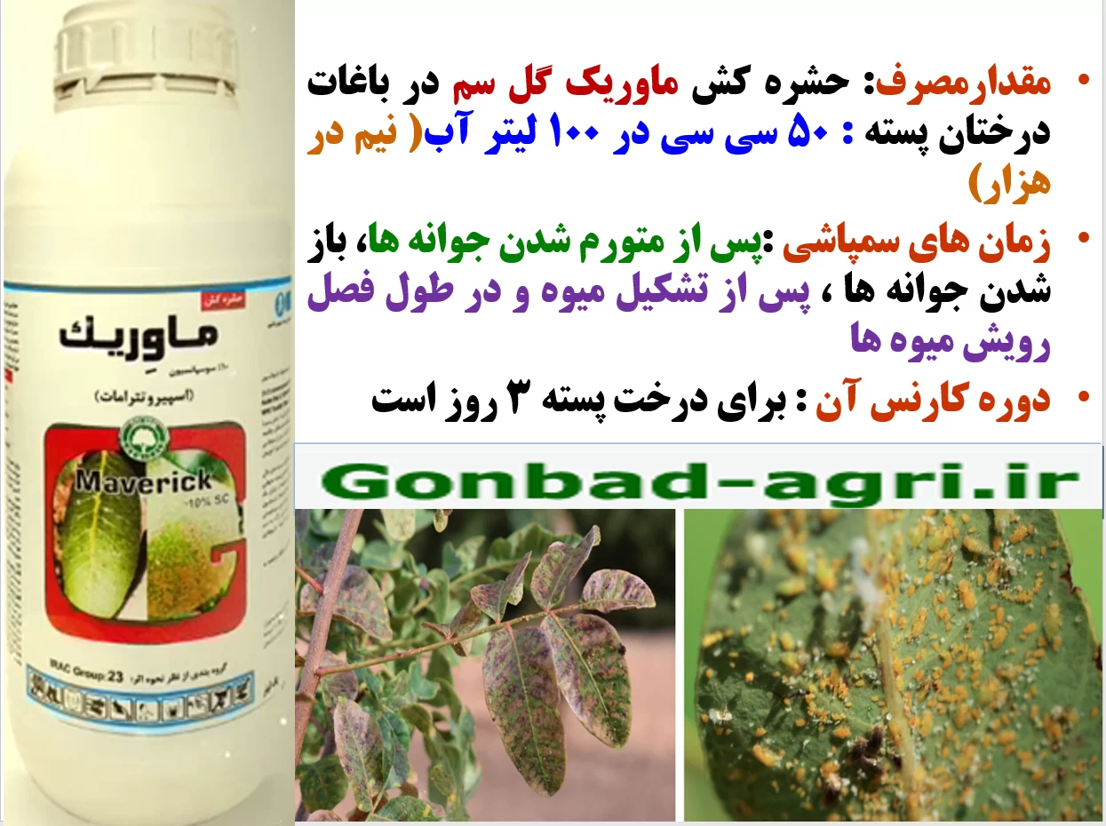 حشره کش ماوریک گل سم برای کنترل پسیل پسته در اوایل فصل رویش – قسمت دوم