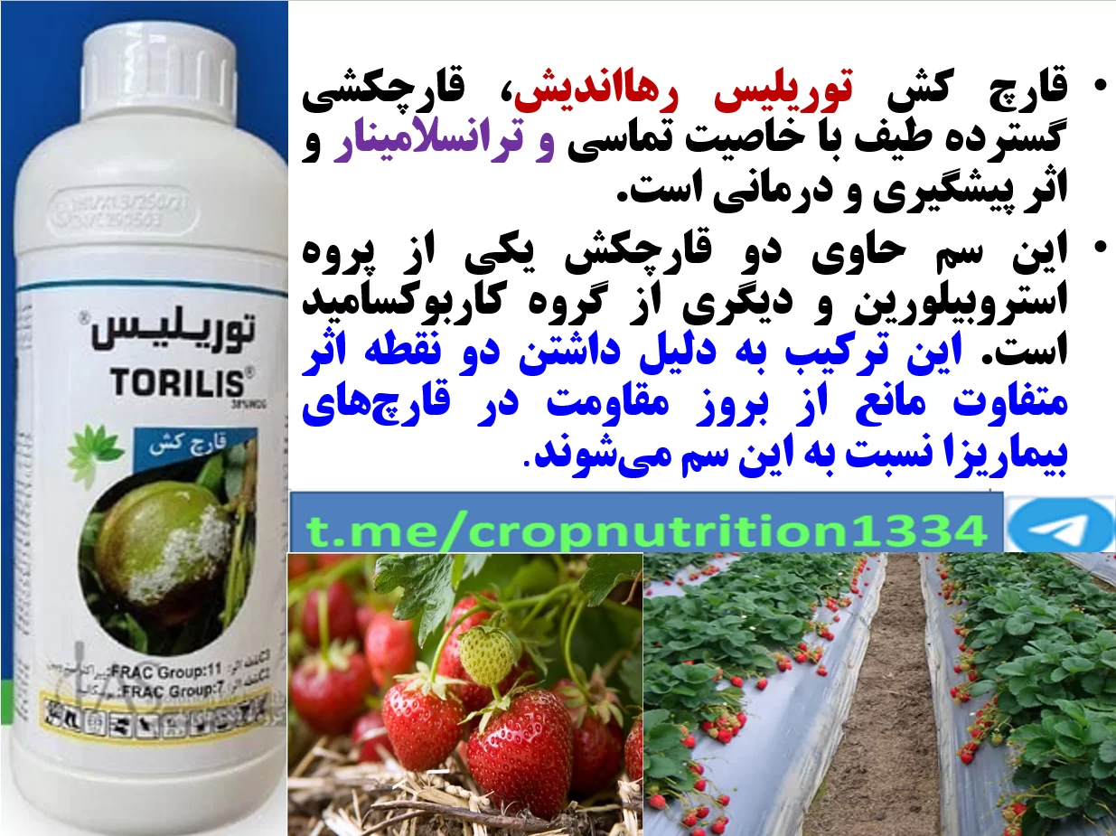 قارچکش توریلیس رهااندیش برای کنترل بیماری های توت فرنگی-قسمت سوم