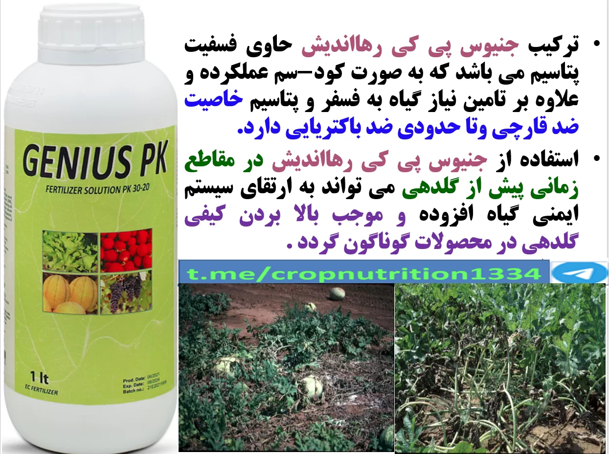 تقویت بوته های هندوانه و خربزه در برابر بیماری های قارچی- قسمت سوم