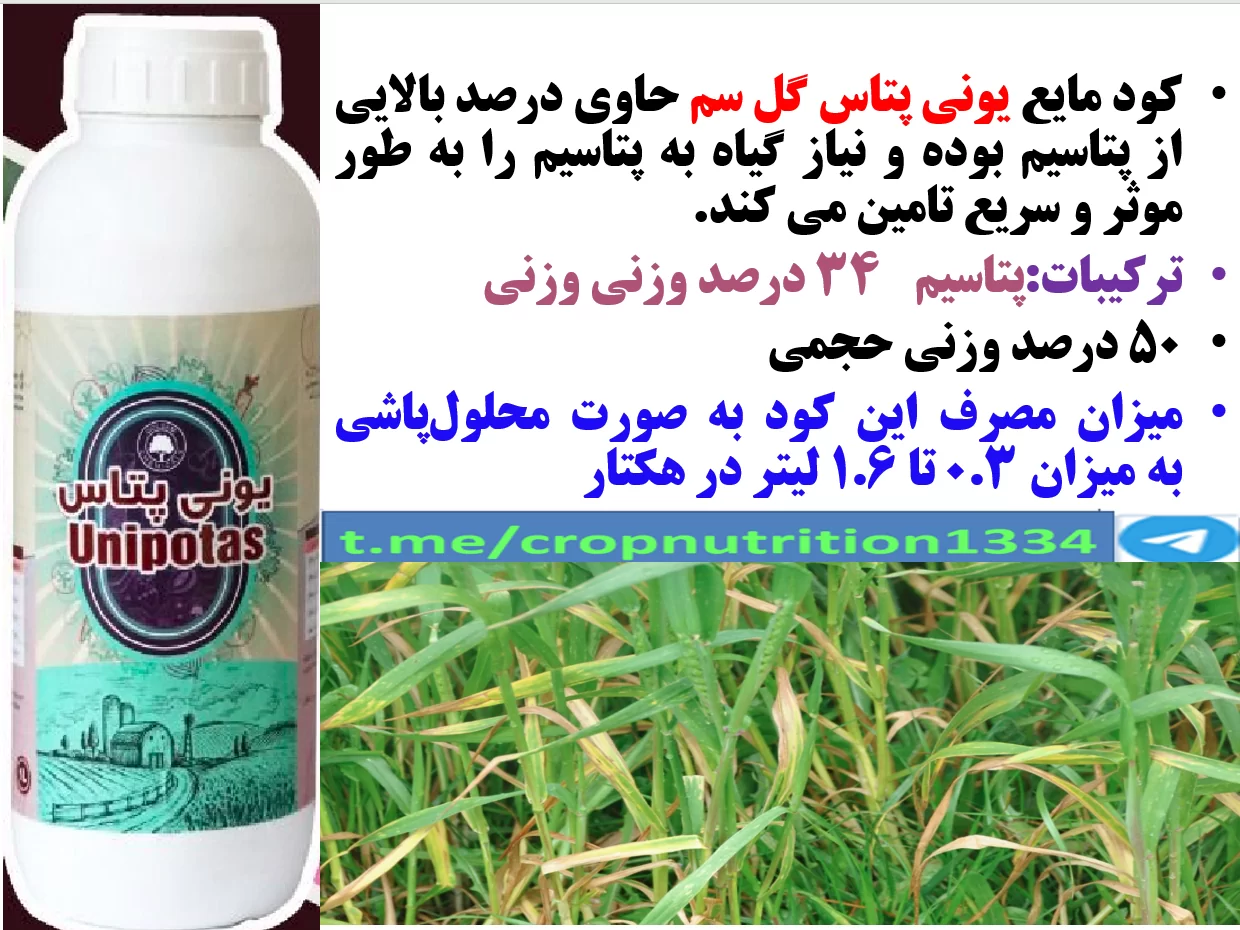 کود یونی پتاس گل سم برای تقویت خوشه و دانه بندی و افزایش تولید دانه در گندم و جو – قسمت سوم