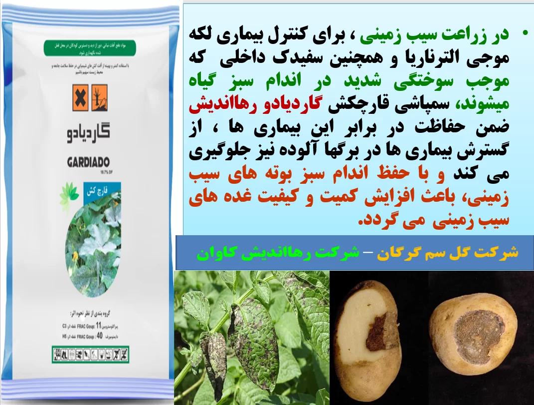 کنترل بیماری های سیب زمینی با قارچکش گاردیادو رهااندیش- قسمت اول