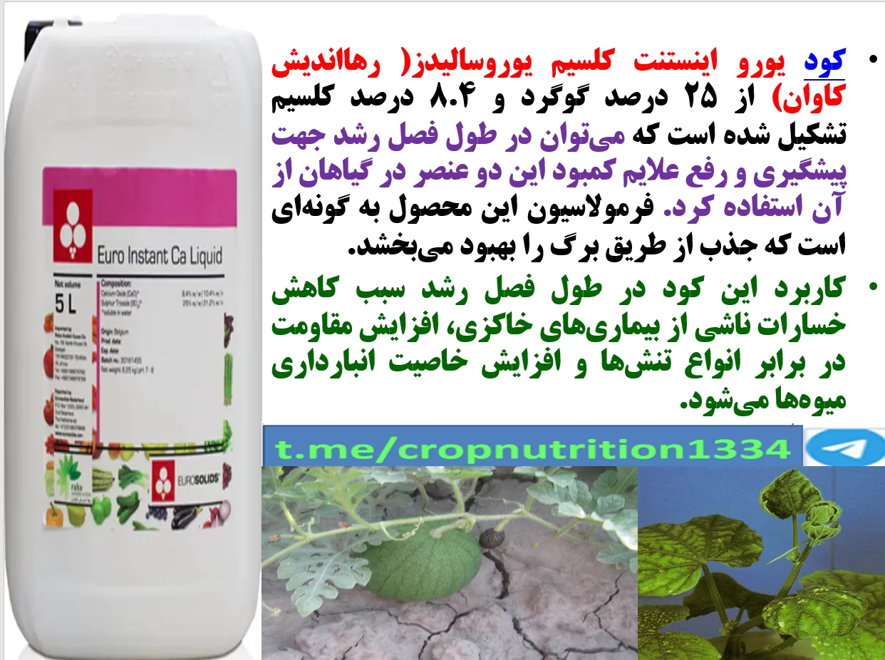 کود یورو اینستنت کلسیم رهااندیش برای تقویت ریشه زایی و میوه دهی بوته های هندوانه -قسمت سوم