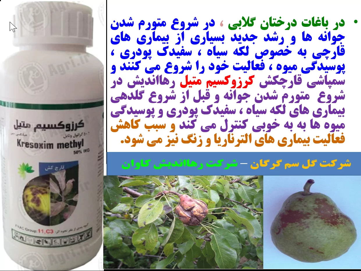 سمپاشی قارچکش کروزکسیم متیل رهااندیش در شروع رشد جدید در درختان گلابی – قسمت اول