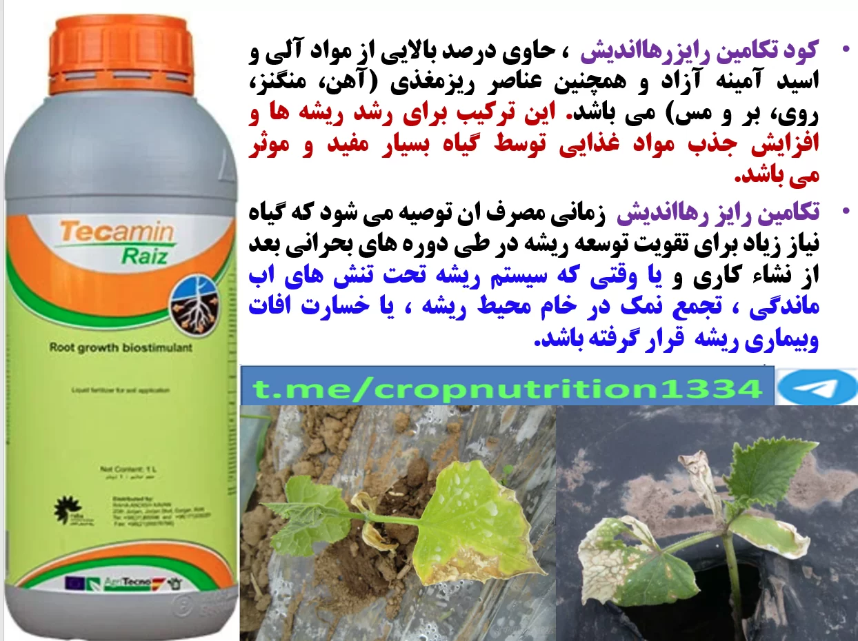 رفع سریع شوک نشاءکاری در زراعت هندوانه و خربزه با کود الی تکامین رایز – قسمت سوم