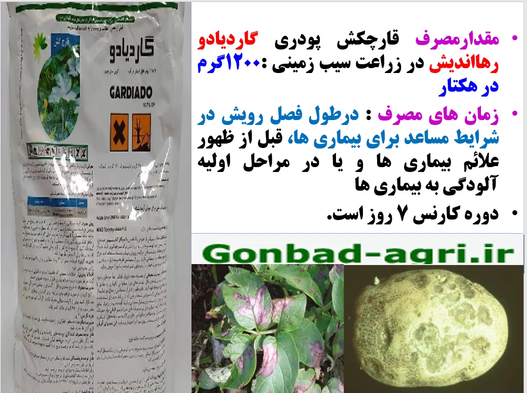 کنترل بیماری های سیب زمینی با قارچکش گاردیادو رهااندیش- قسمت دوم