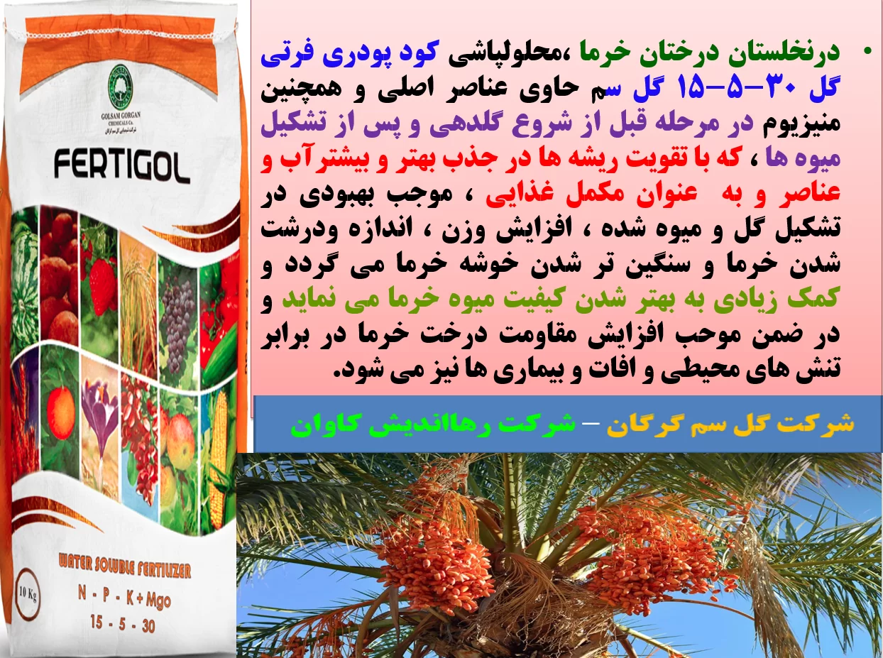 تقویت میوه دهی نخل های خرما با کود فرتی گل ۳۰-۵-۱۵ – قسمت اول