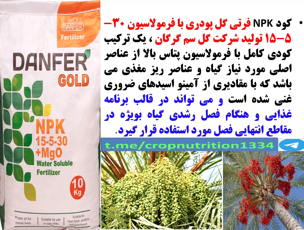 تقویت میوه دهی نخل های خرما با کود فرتی گل ۳۰-۵-۱۵ – قسمت سوم