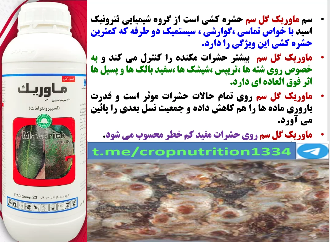 کنترل شپشک سفید درختان هلو با حشره کش موثر ماوریک گل سم- قسمت سوم