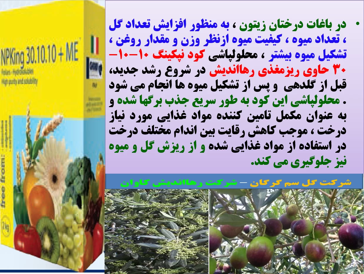 کود فروت ست درختان زیتون با کود نپکینگ ۱۰-۱۰-۳۰ رهااندیش – قسمت اول