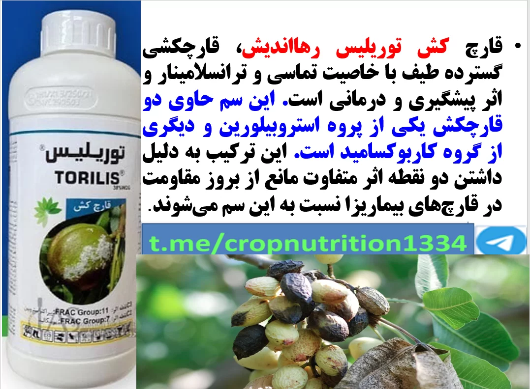 قارچکش توریلیس رهااندیش برای کنترل بیماری شانکر قارچی درختان پسته – قسمت سوم