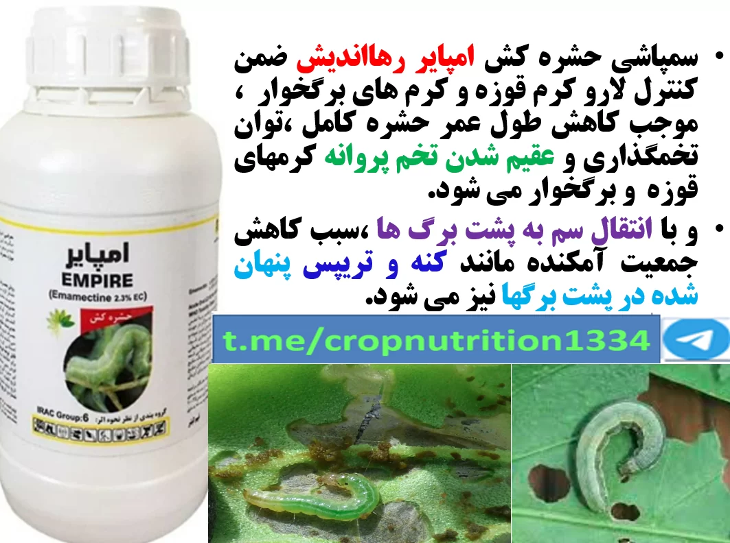 حشره کش امپایر رهااندیش برای کنترل کرم های برگخوار چغندر قند – قسمت سوم