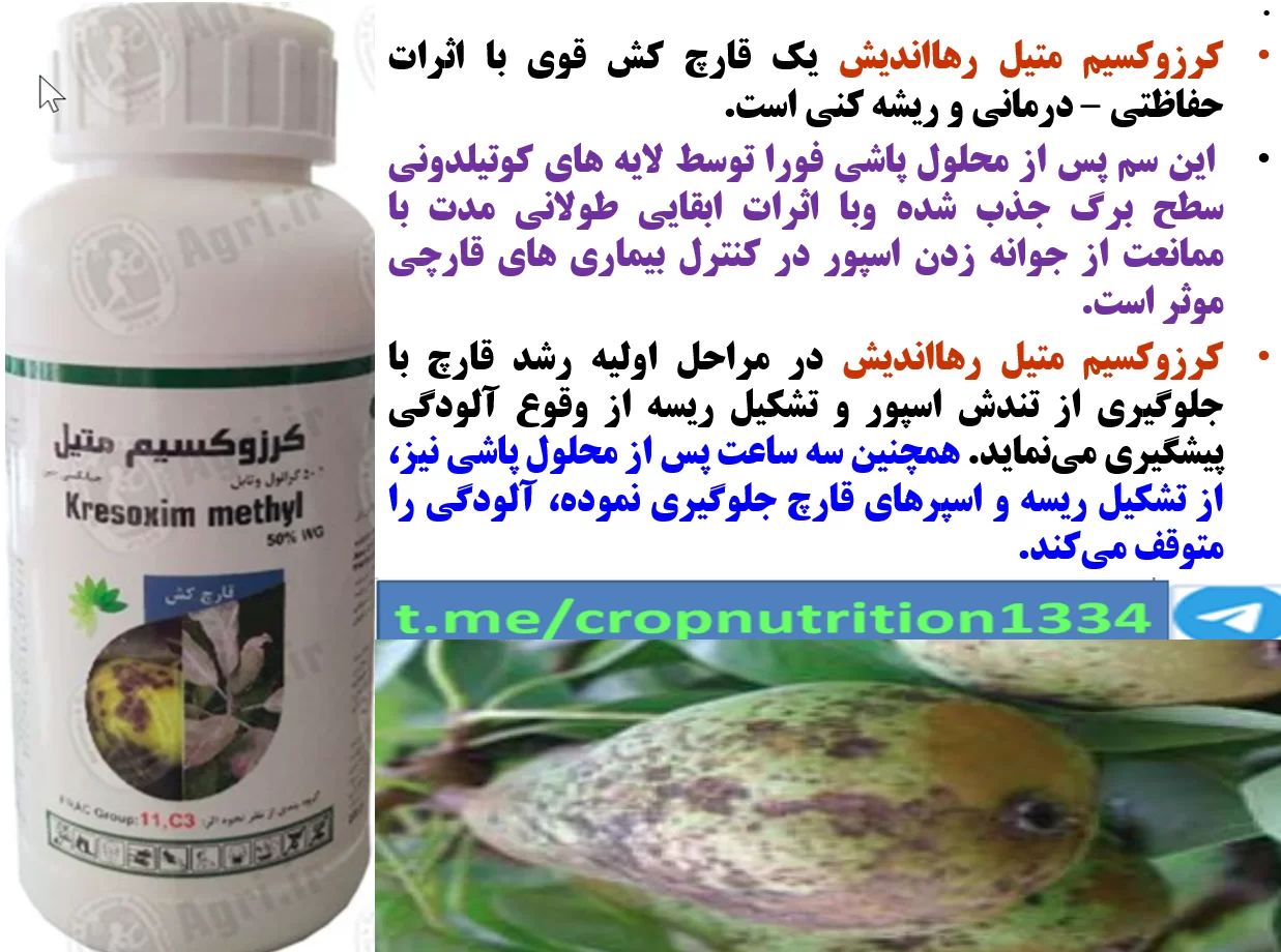 سمپاشی قارچکش کروزکسیم متیل رهااندیش در شروع رشد جدید در درختان گلابی – قسمت سوم