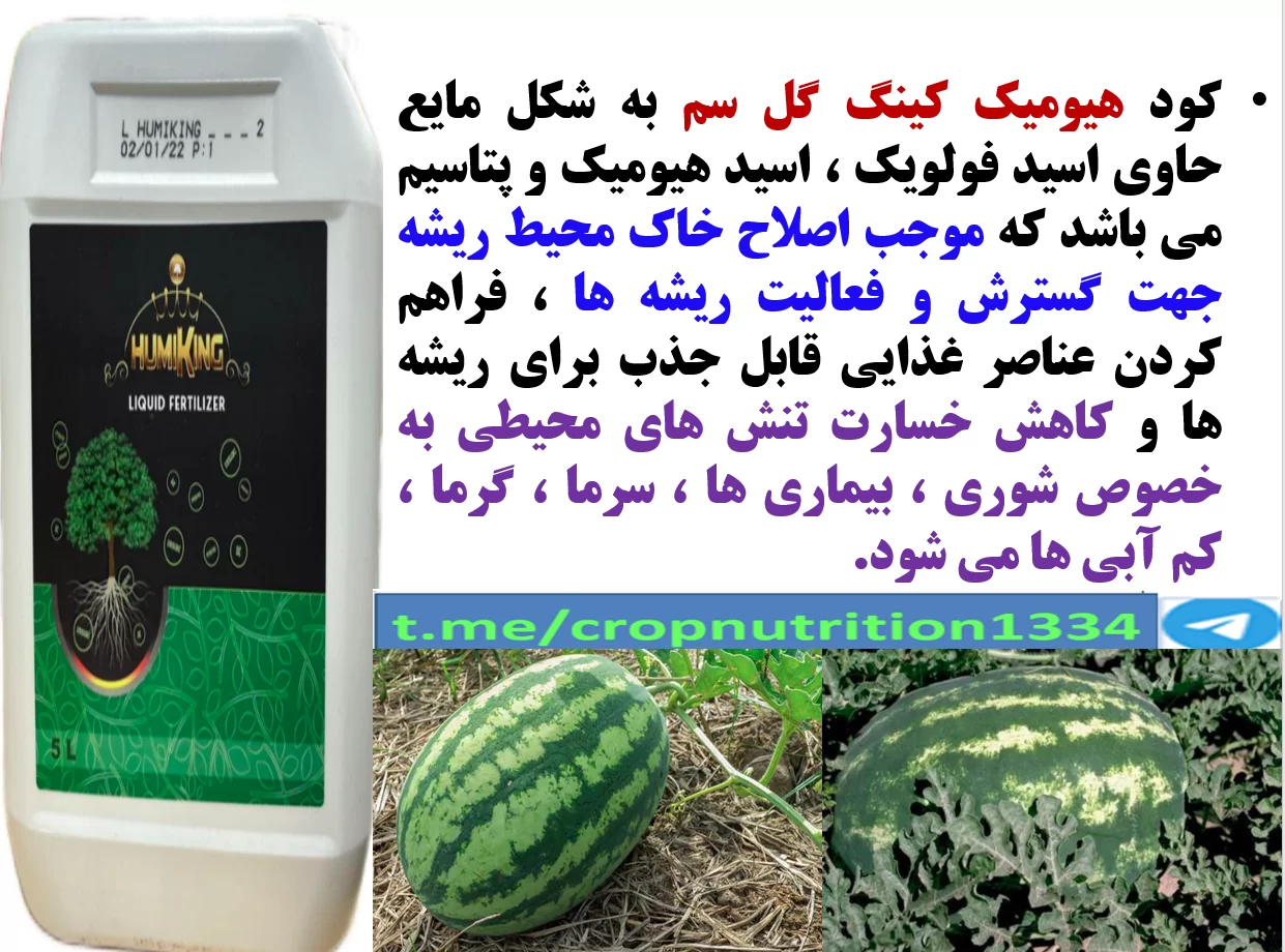 تقویت فعالیت و گسترش ریشه ها با اصلاح خاک توسط هیومیک کینگ گل سم – قسمت سوم