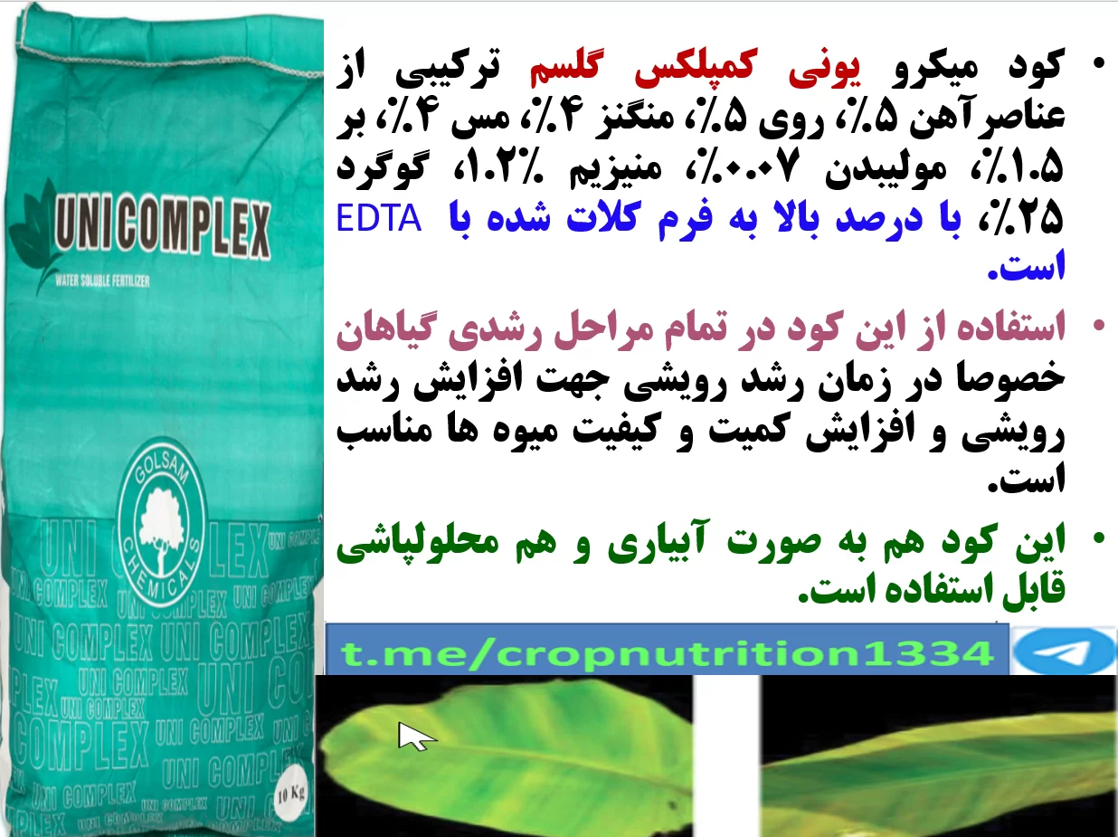 تاثیر کود ریزمغذی یونی کمپلکس گل سم روی میوه دهی و کیفیت میوه موز- قسمت سوم