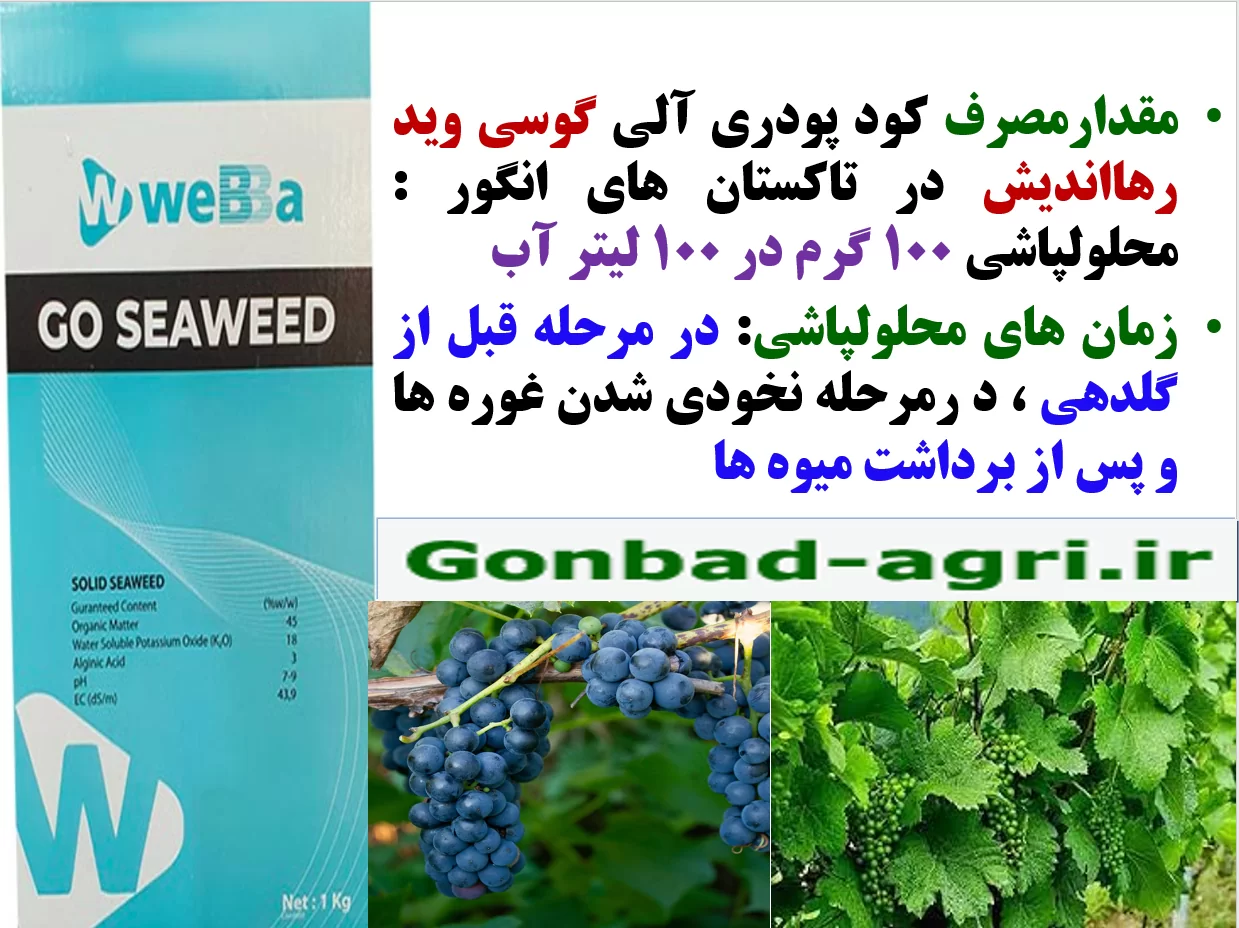 کودآلی گوسی وید رهااندیش برای افزایش تولید و کیفیت میوه انگور-قسمت دوم