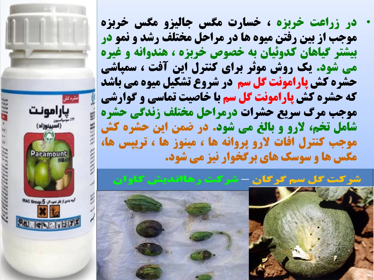 حشره کش پارامونت گل سم برای کنترل مگس خربزه و جالیز- قسمت اول